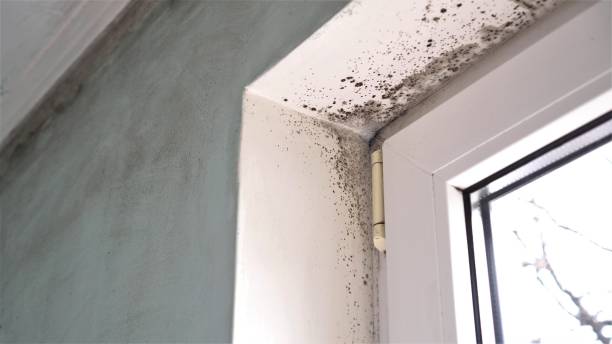 Home Mold Removal in Minerva Park, OH
