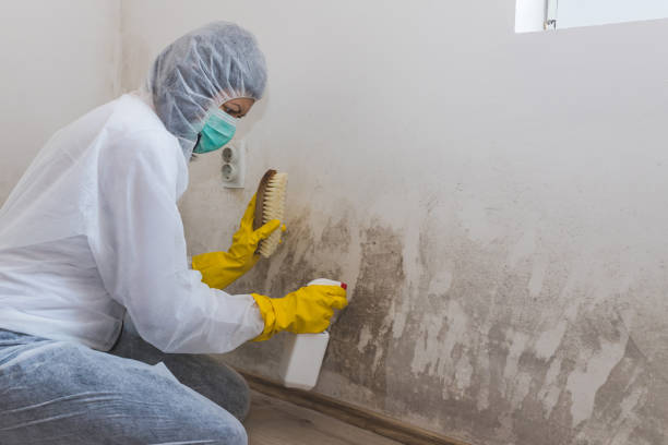 Best Residential Mold Removal  in Minerva Park, OH