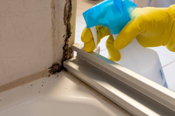 Best Black Mold Removal  in Minerva Park, OH