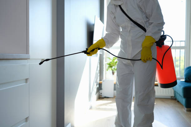 Best Commercial Mold Removal  in Minerva Park, OH