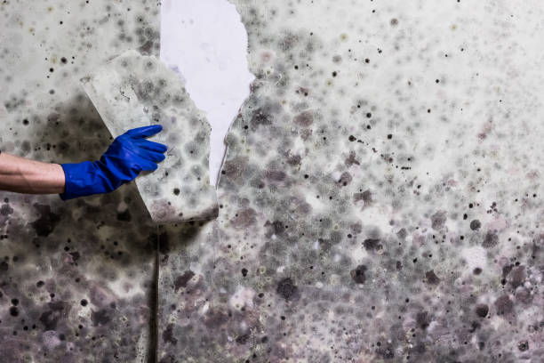Best Office Mold Removal Services  in Minerva Park, OH